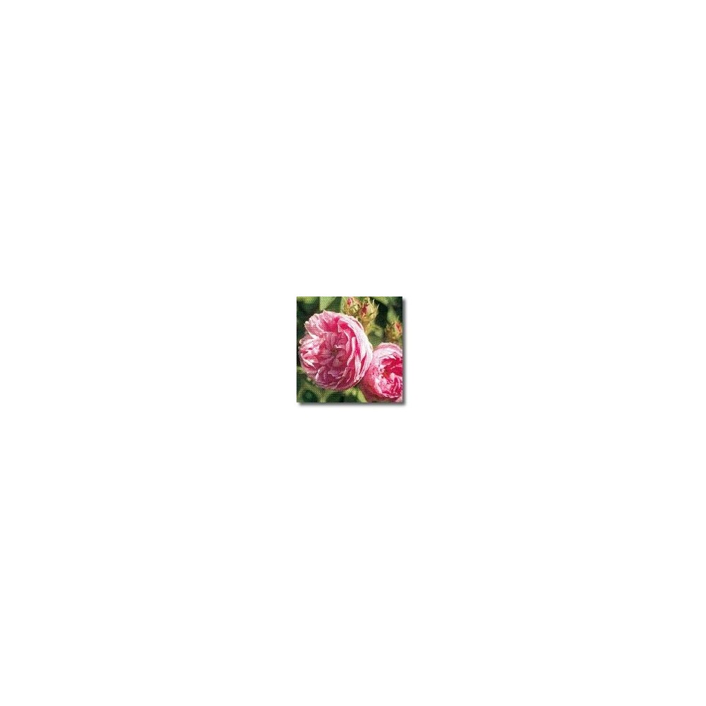 Essences de rose Korte - Rose de Provence (Rosa centifolia) 15 ml