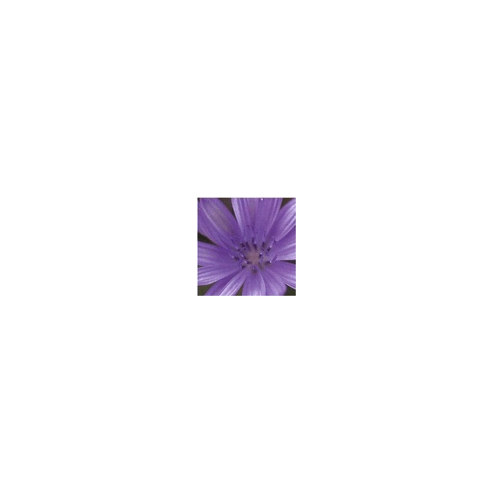 Korte Bach Flower Essence - Chicory 15 ml