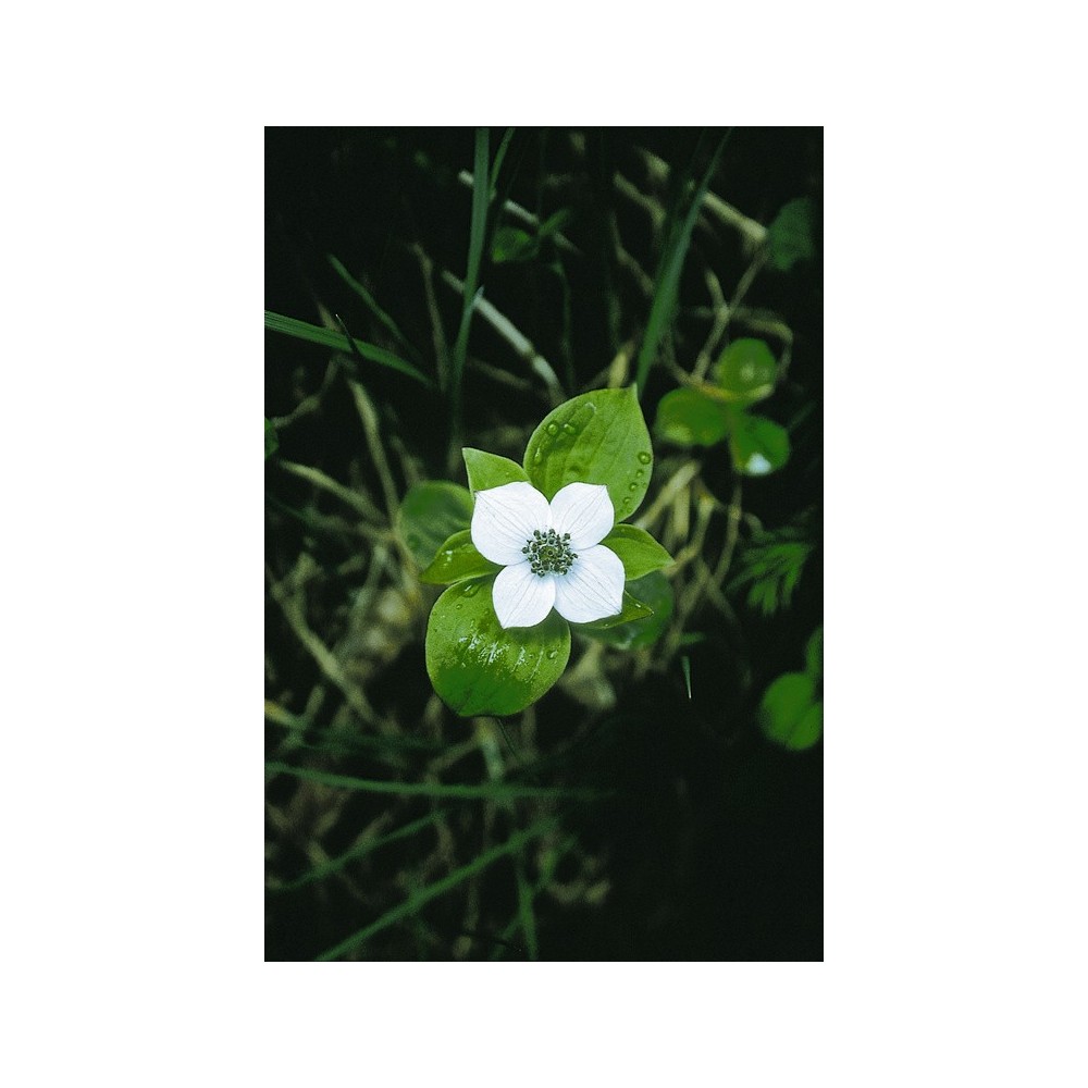 Essence unique d'Alaska - Bunchberry (Cornus canadensis) 7,4 ml