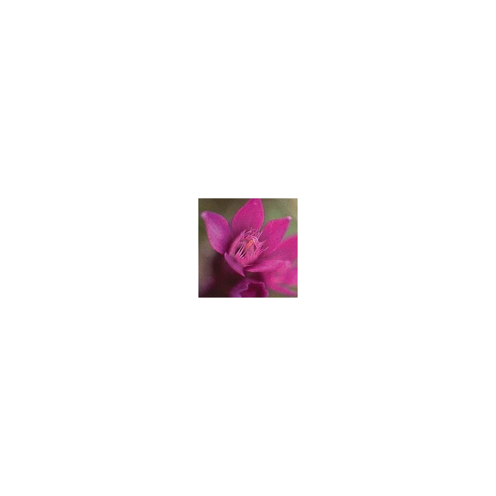 Esencia de Flores de Bach Korte - Genciana 15 ml