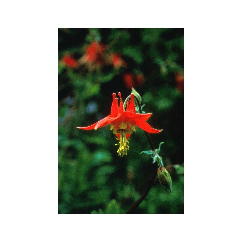 Essenza Singola dell'Alaska - Columbine (Aquilegia formosa) 7,4 ml