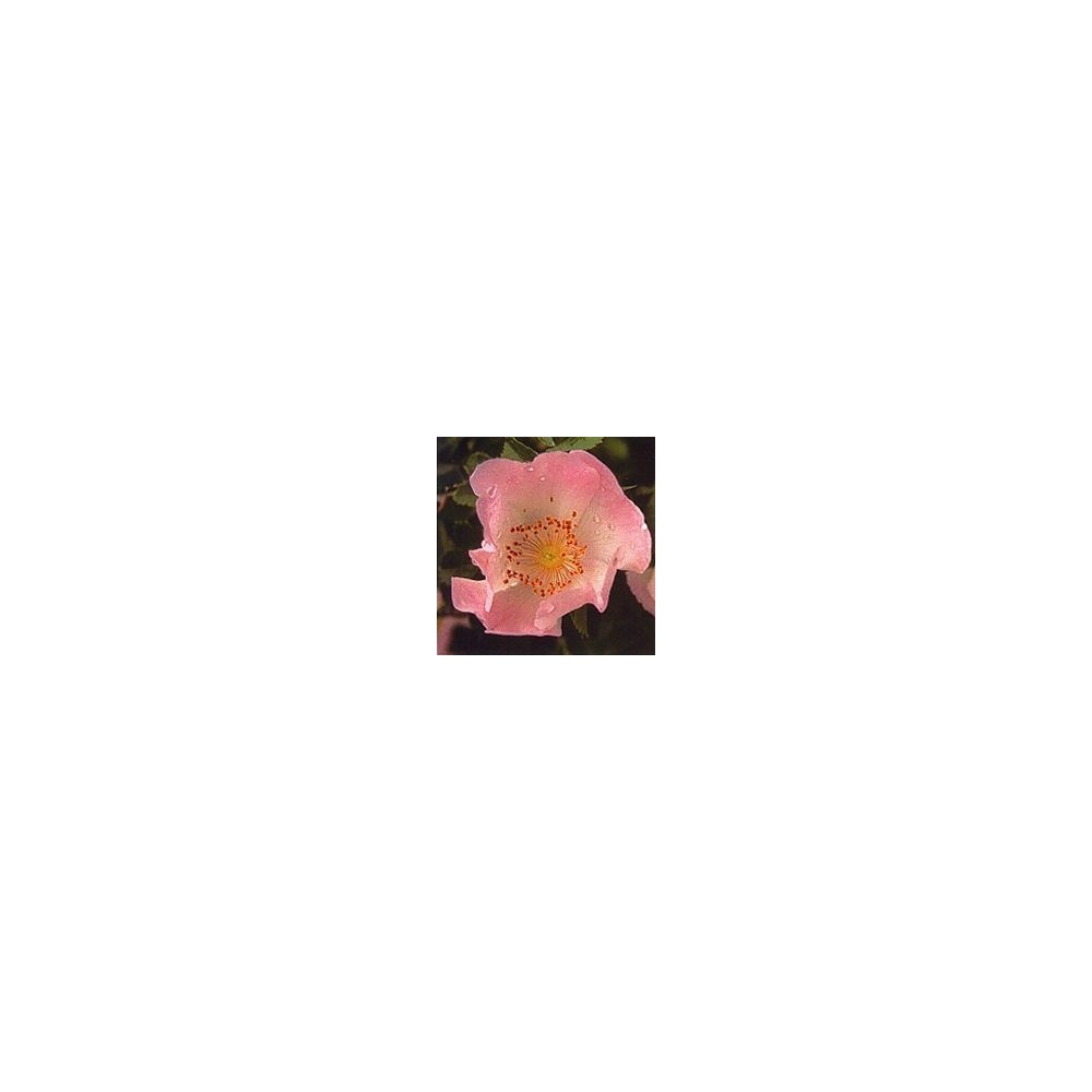 Korte Bach Flower Essence - Wild Rose 15 ml