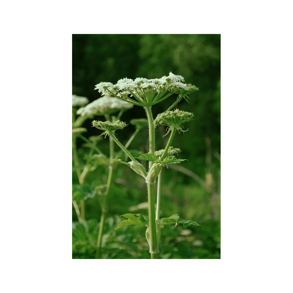 Essenza Singola dell'Alaska - Cow Parsnip (Heracleum lanatum) 7,4 ml