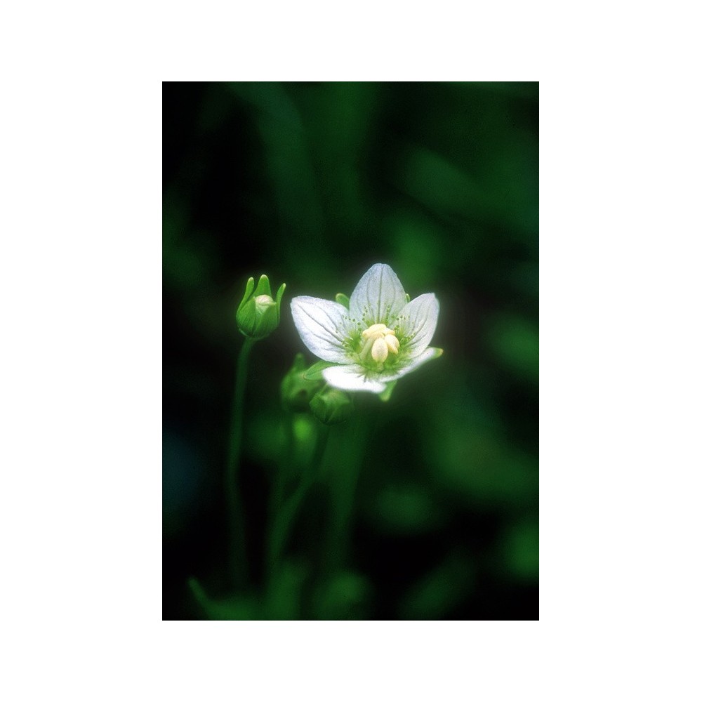 Essenza Singola dell'Alaska - Grass of Parnassus (Parnassia palustris) 7,4 ml