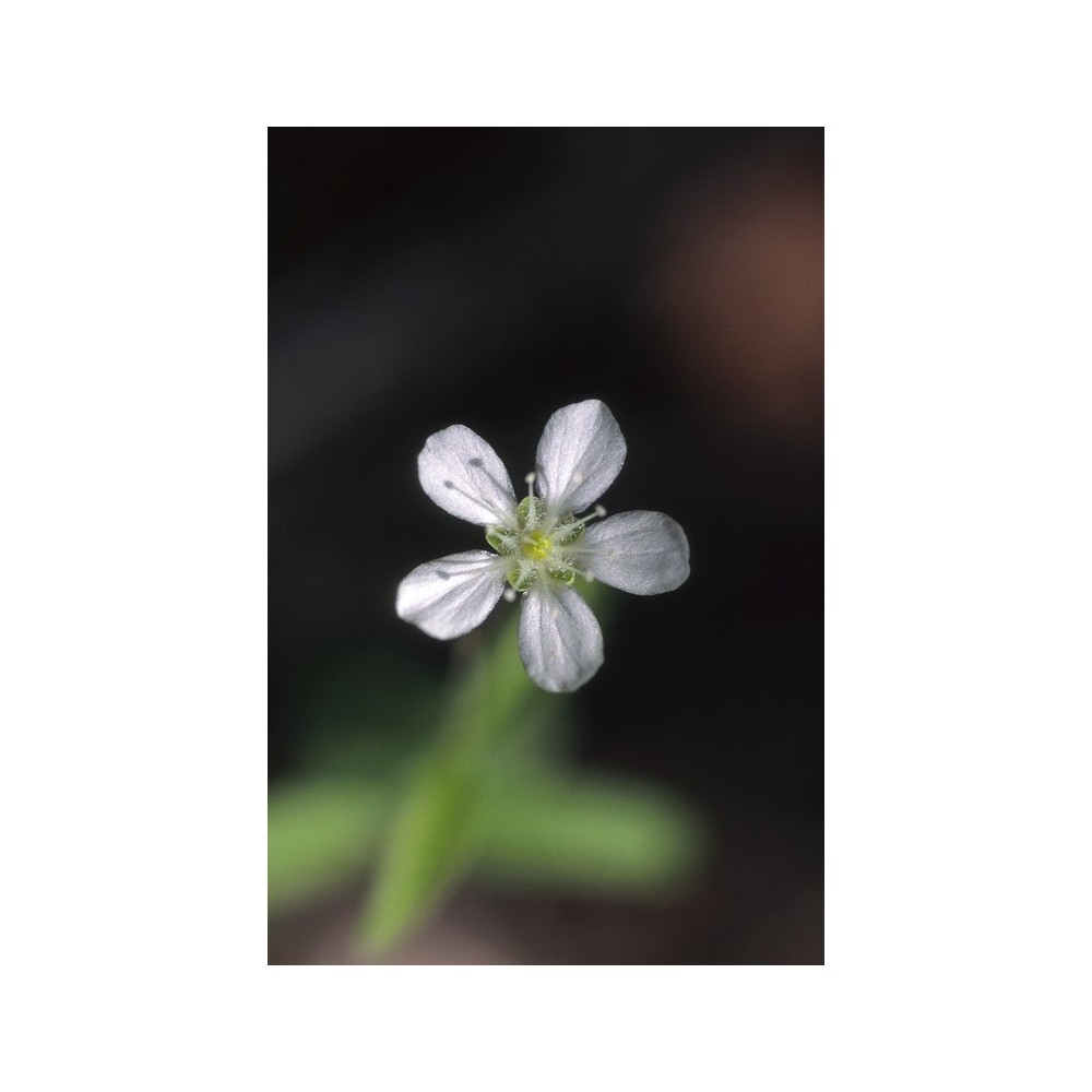 Esencia única de Alaska - Grove Sandwort (Moehringia lateriflora) 7,4 ml