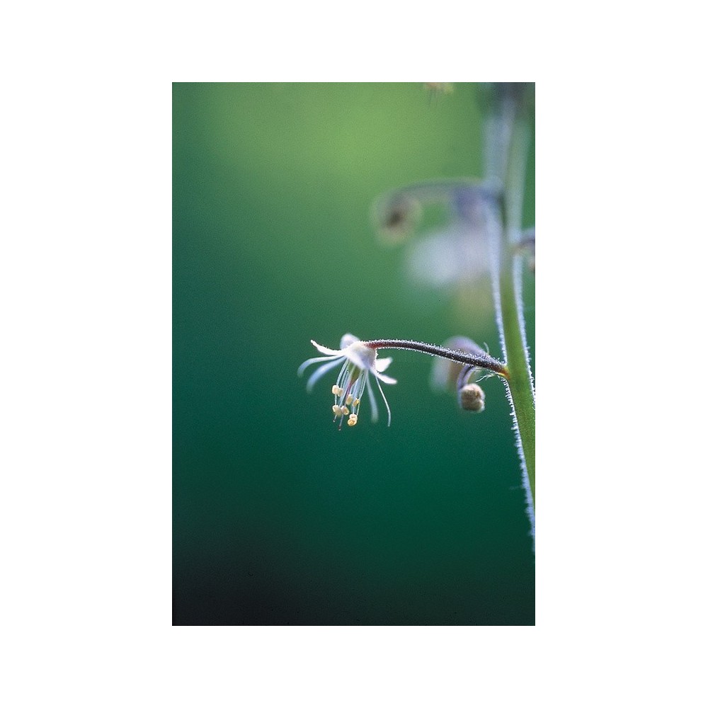 Esencia única de Alaska - Flor de encaje (Tiarella trifoliata) 7,4 ml