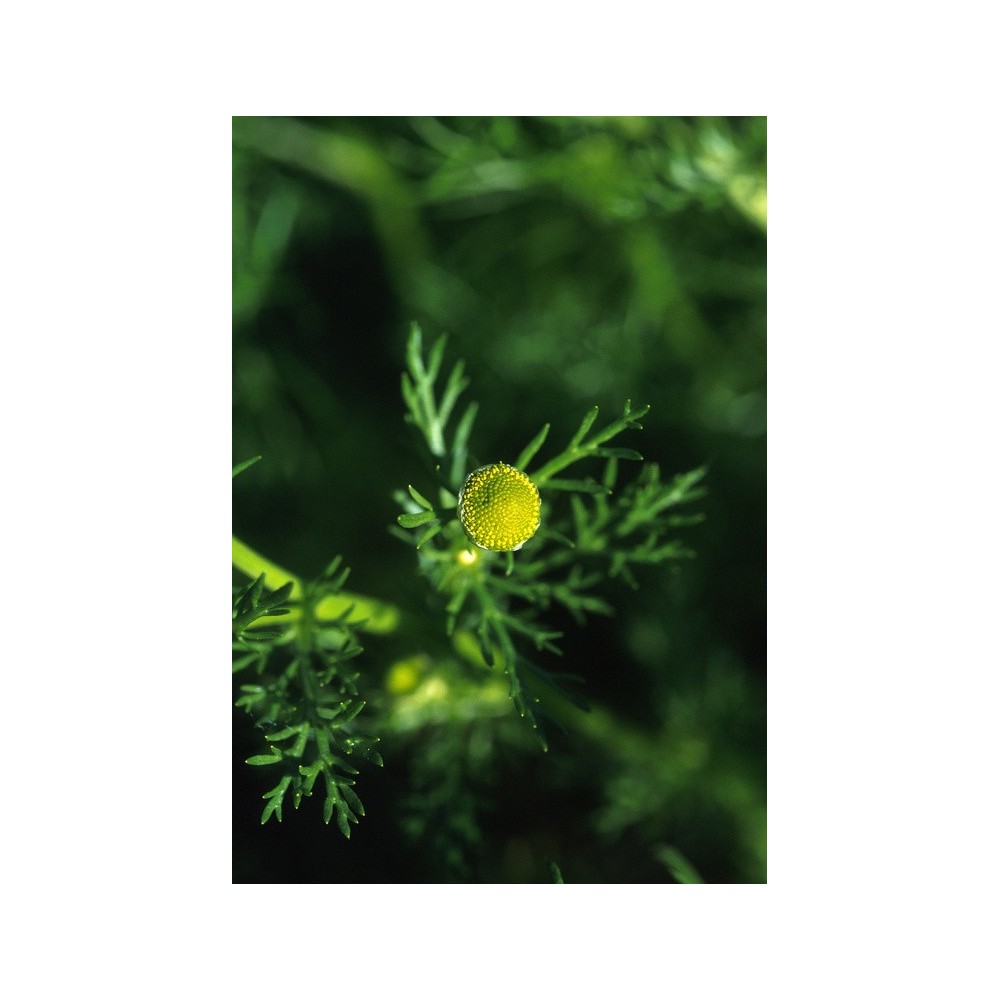 Essenza Singola dell'Alaska - Pineapple Weed (Matricaria matricariodes) 7,4 ml