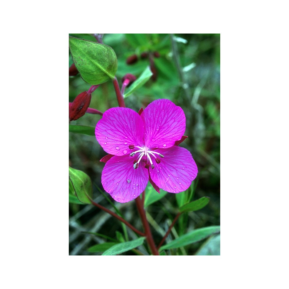 Essence unique d'Alaska - Beauté de la rivière (Epilobium latifolium) 7,4 ml