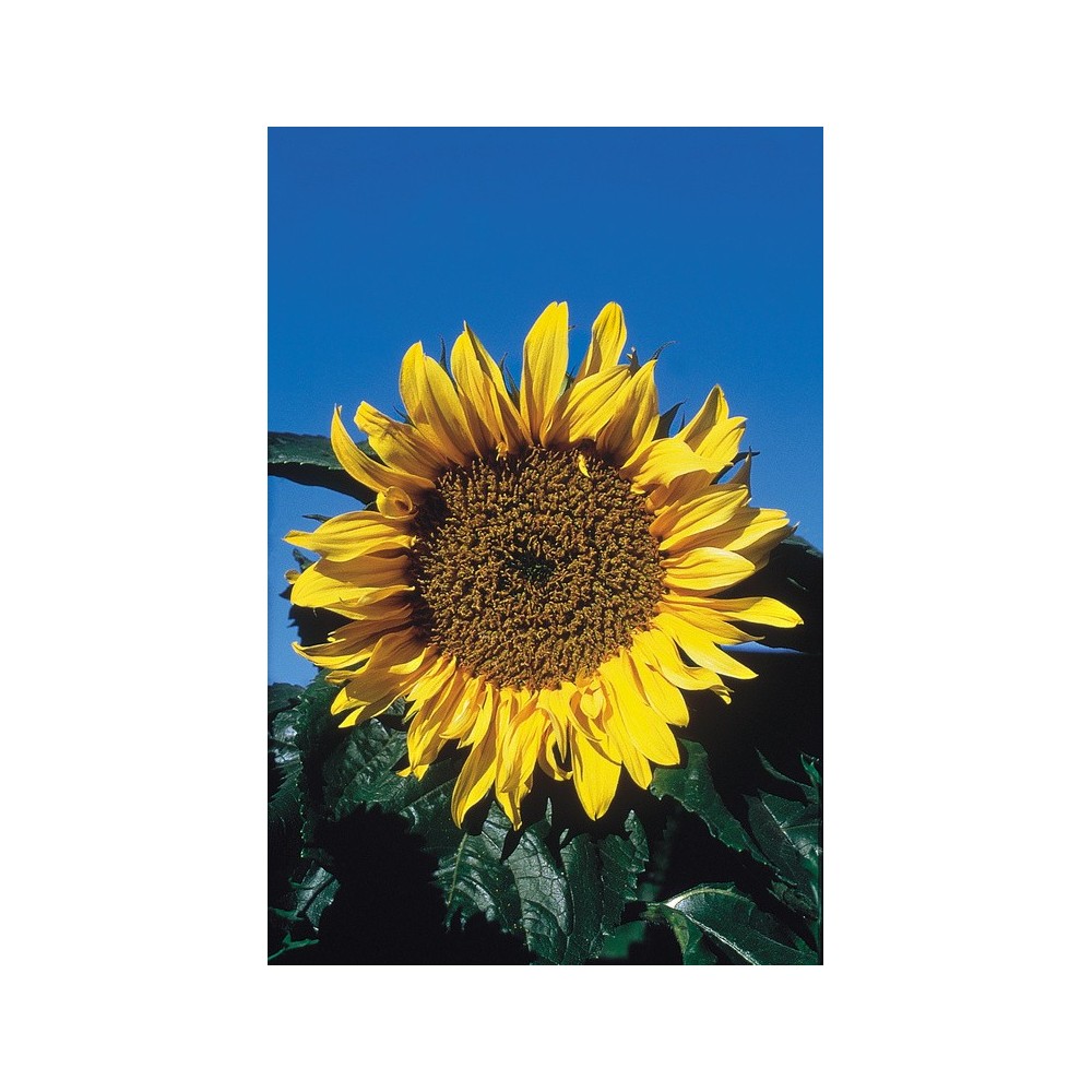 Essenza Singola dell'Alaska - Sunflower (Helianthus annuala) 7,4 ml