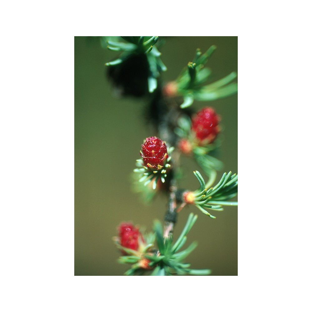 Essenza Singola dell'Alaska - Tamarack (Larix laricina) 7,4 ml