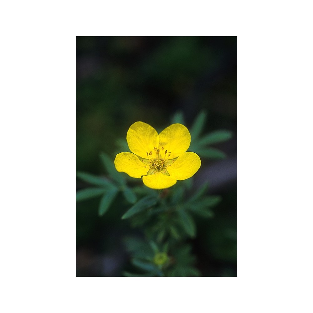 Essenza Singola dell'Alaska - Tundra Rose (Potentilla fruticosa) 7,4 ml