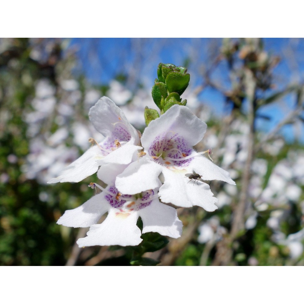 Buisson Australien Single Essence - Menthe Alpine Bush 15 ml