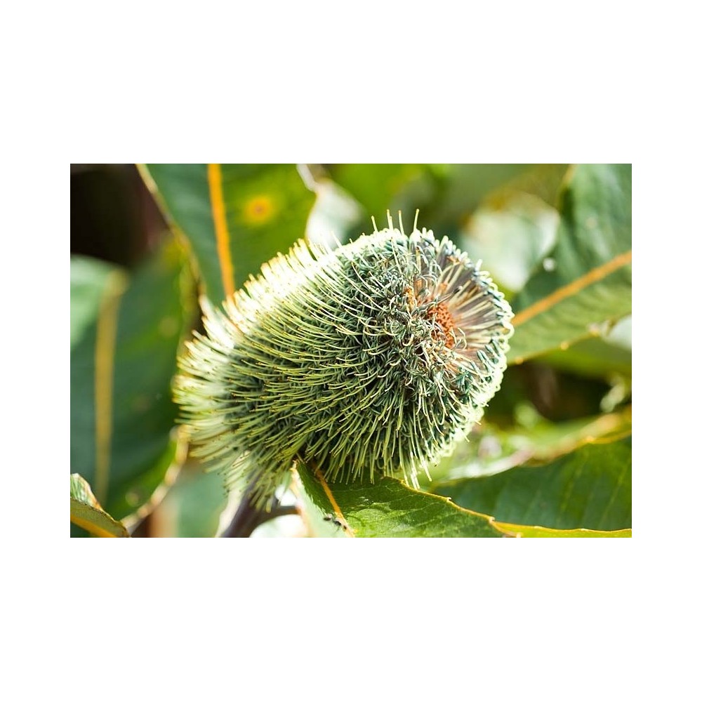 Buisson Australien Single Essence - Banksia Robur 15 ml