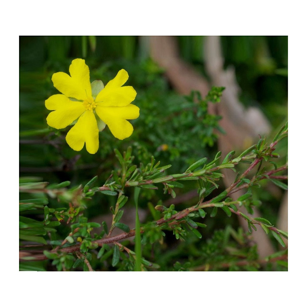 Einzelne Essenzen Australian Bush - Hibbertia 15 ml