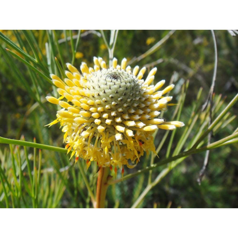 Single Essences Australian Bush - Isopogon 15 ml