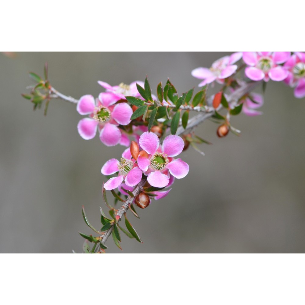 Single Essences Australian Bush - Peach Flowered Tea Tree 15 ml