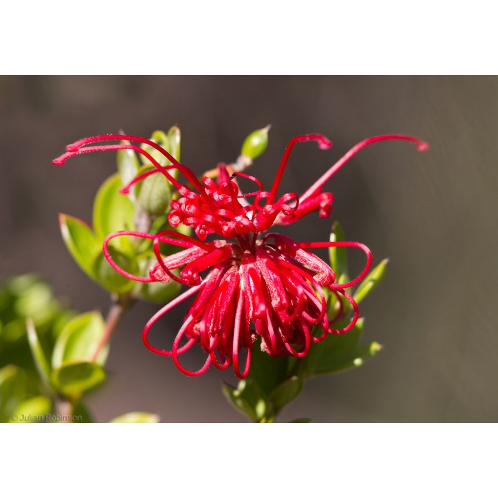 Einzelne Essenzen Australian Bush - Red Grevillea 15 ml