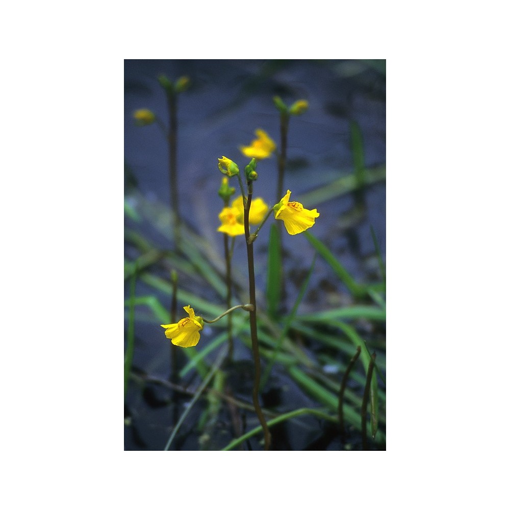 Esencia única de Alaska - Bladderwort (Utricularia vulgaris) 7,4 ml