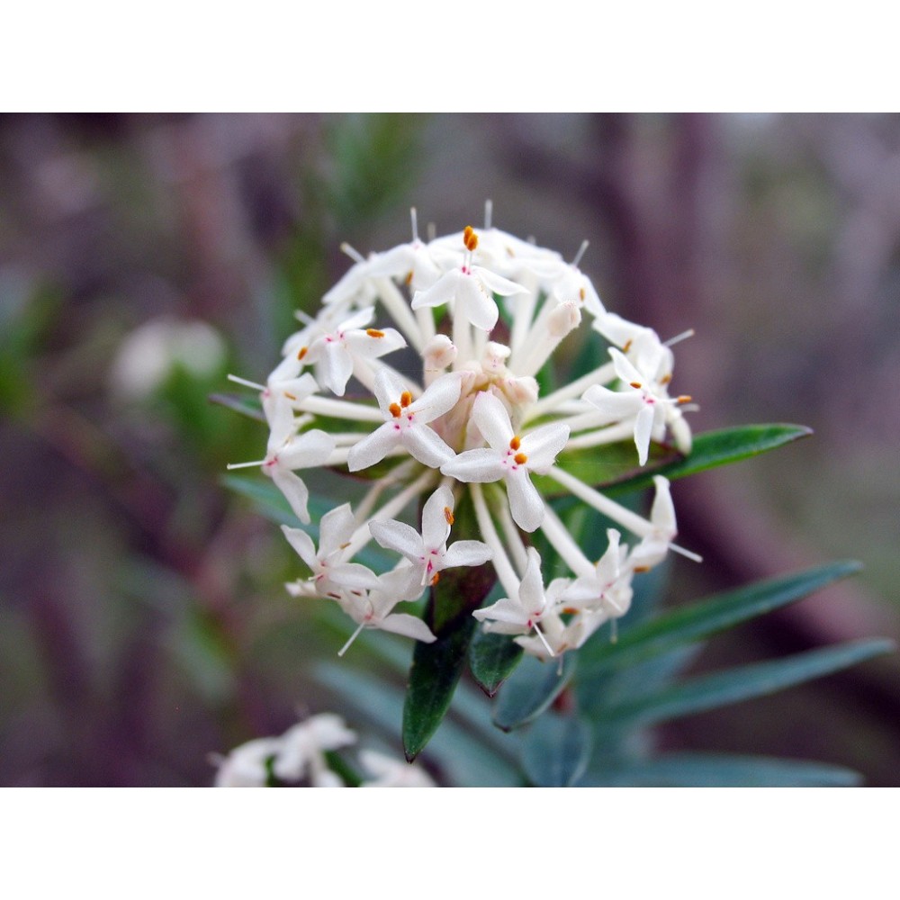 Essenze Singole Australian Bush - Slender Rice Flower 15 ml