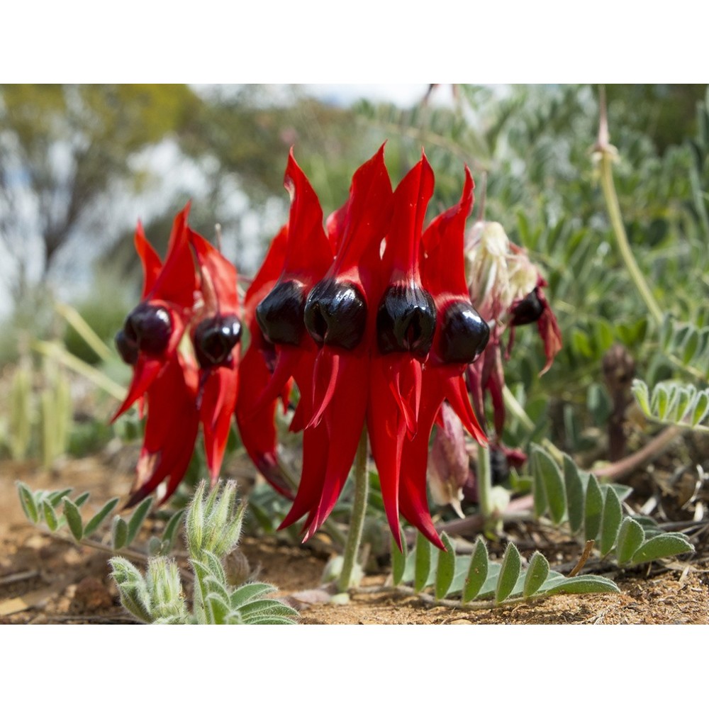 Esencias únicas Arbusto Australiano - Sturt Desert Pea 15 ml