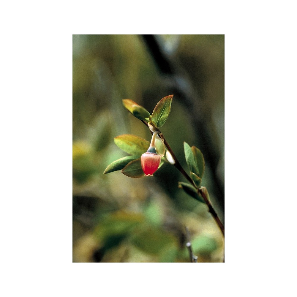 Alaska Single Essence - Blueberry Pollen (Vaccinium uliginosum) 7.4 ml