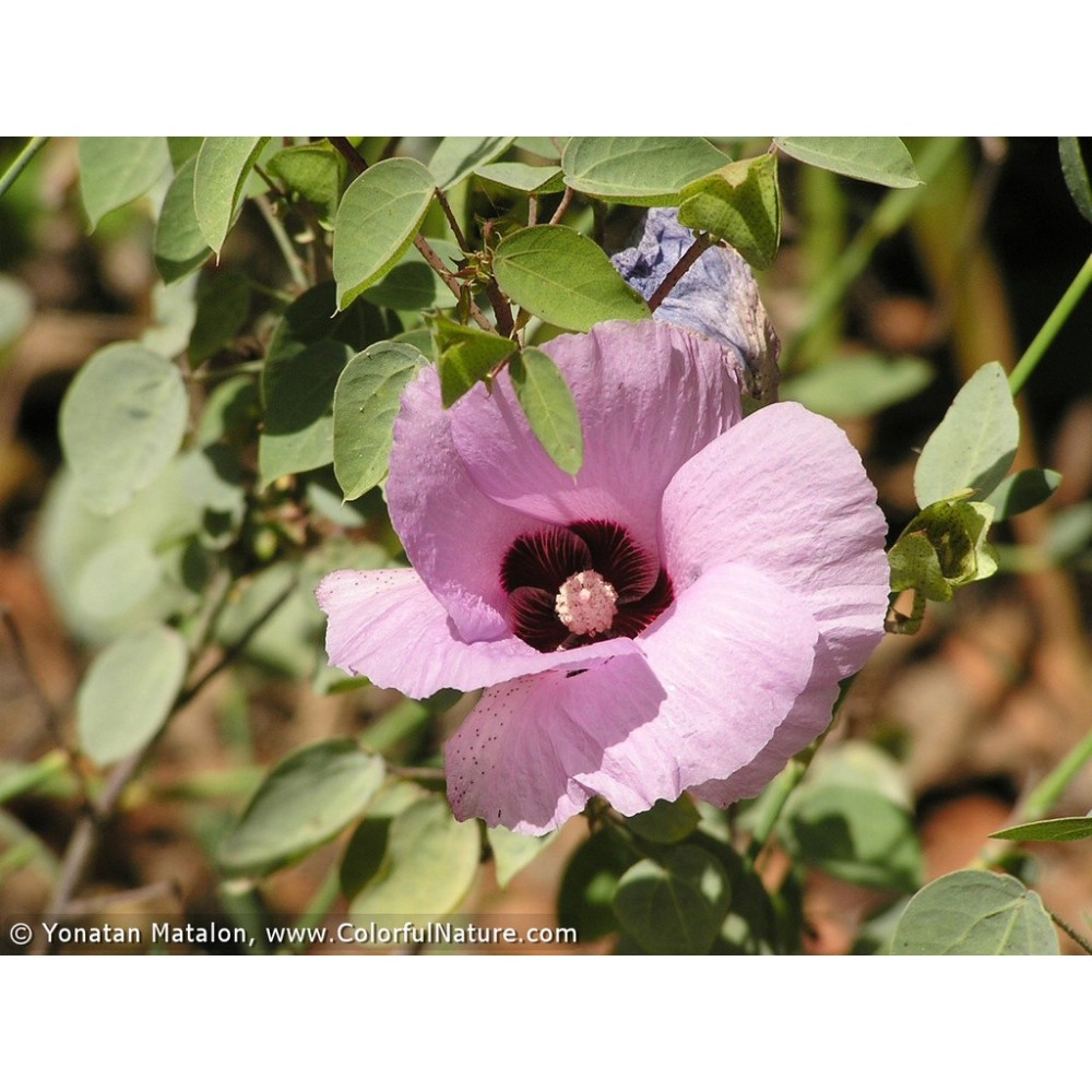 Einzelne Essenzen Australian Bush - Sturt Desert Rose 15 ml