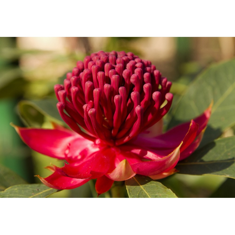 Essenze Singole Australian Bush - Waratah 15 ml