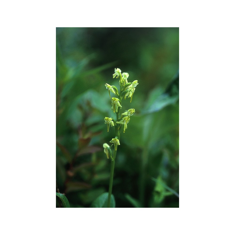 Esencia única de Alaska - Orquídea del pantano verde (Platanthera obtusata) 7,4 ml