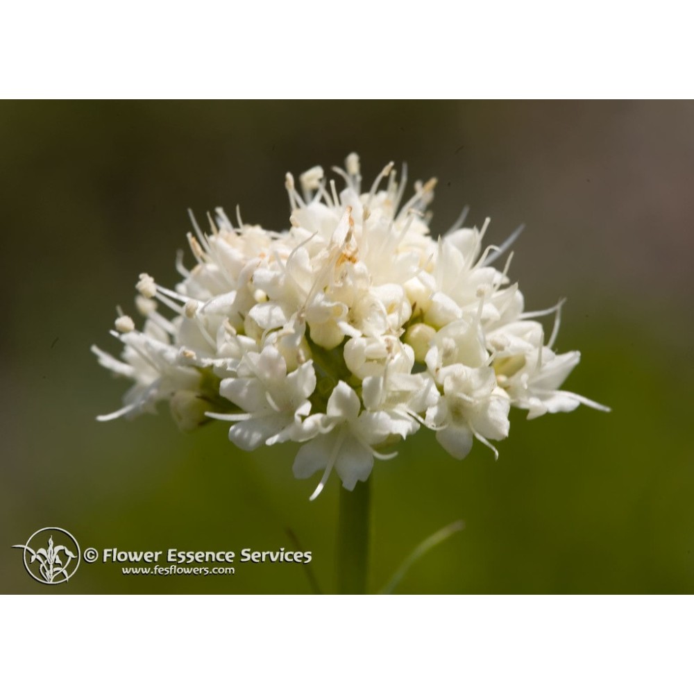 Californian Single Essence FES - California Valerian (Valeriana capitata) 7.4 ml