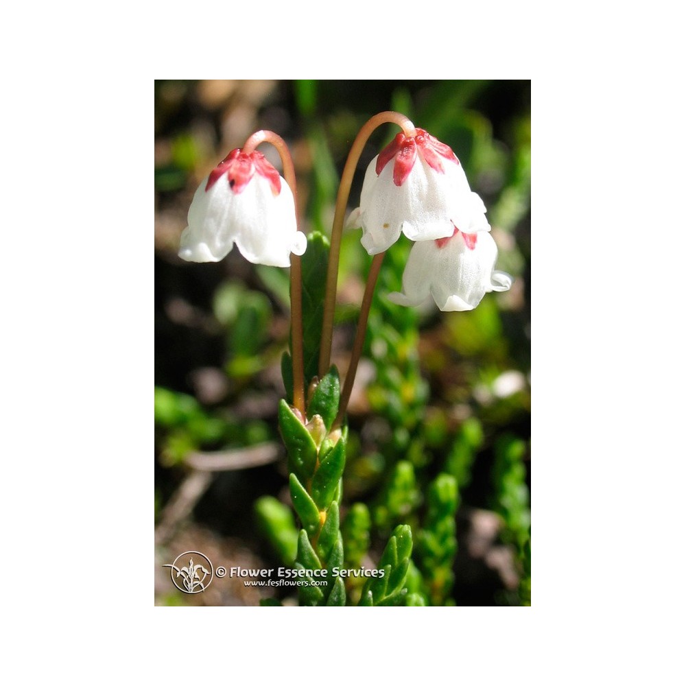 Essenza Singola Californiana FES - Cassiope (Cassiope mertensiana) 7,4 ml