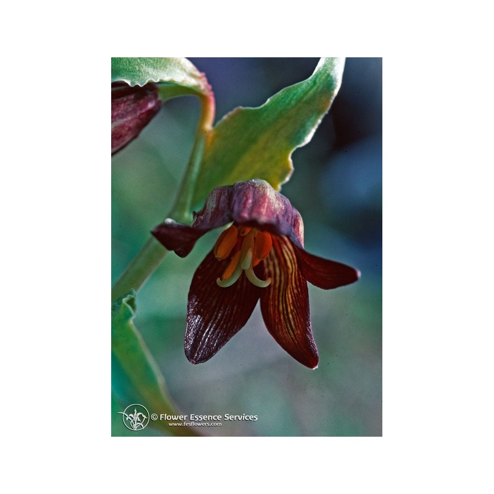 Essenza Singola Californiana FES - Chocolate Lily (Fritillaria biflora) 7,4 ml