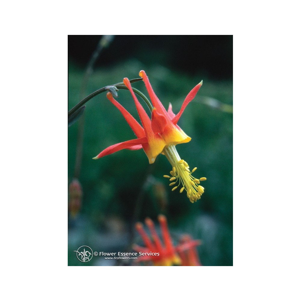 Essence unique californienne FES - Ancolie (Aquilegia formosa) 7,4 ml