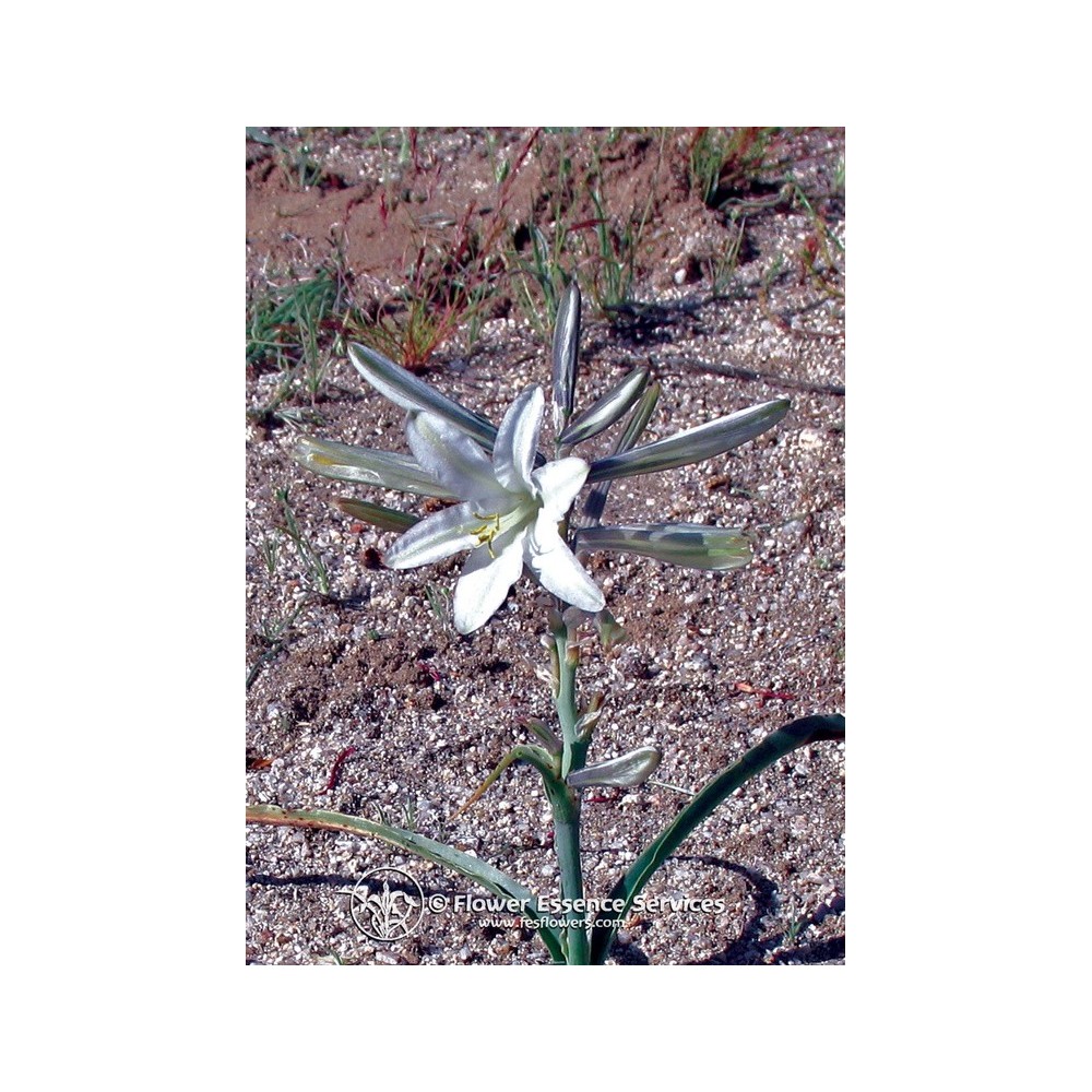 Essence unique californienne FES - Lys du désert (Hesperocallis undulata) 7,4 ml