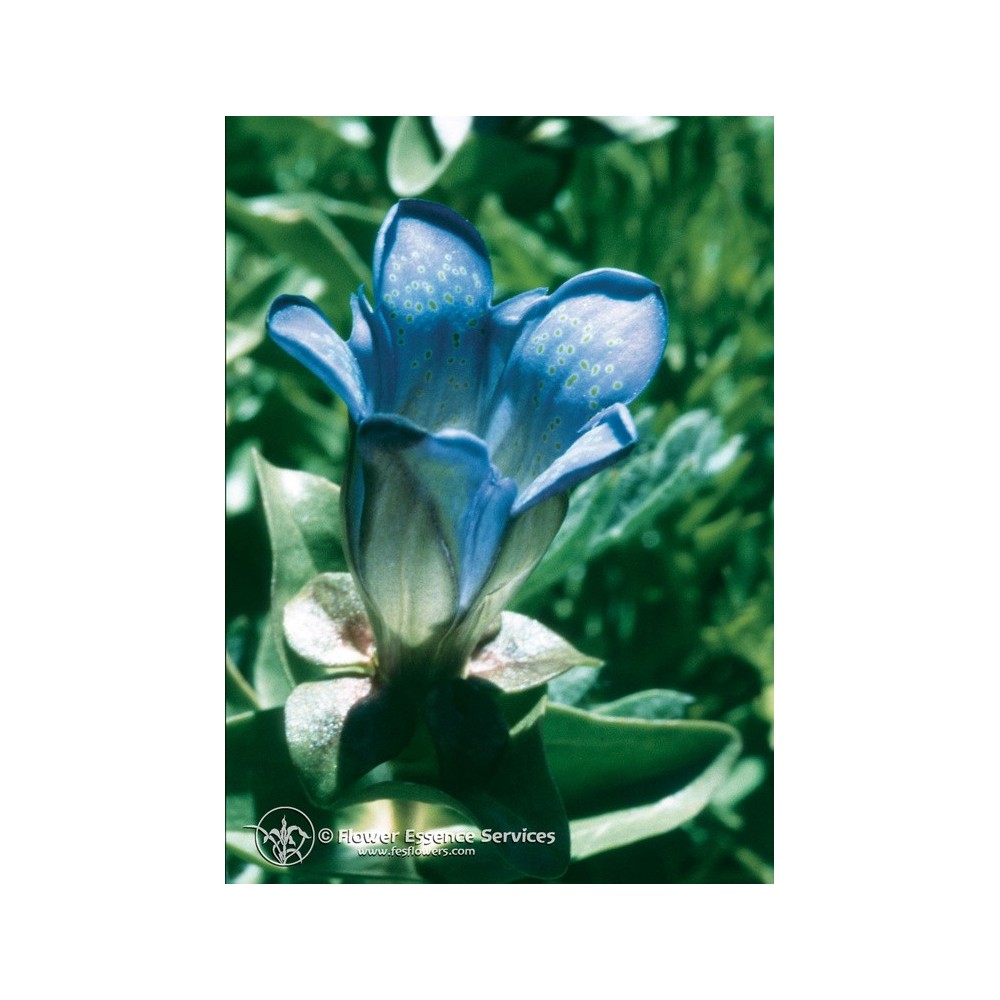 Essenza Singola Californiana FES - Explorer's Gentian (Gentiana calycosa) 7,4 ml