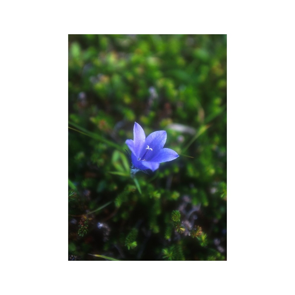 Essence unique d'Alaska - Campanule lasiocarpa (Campanula lasiocarpa) 7,4 ml