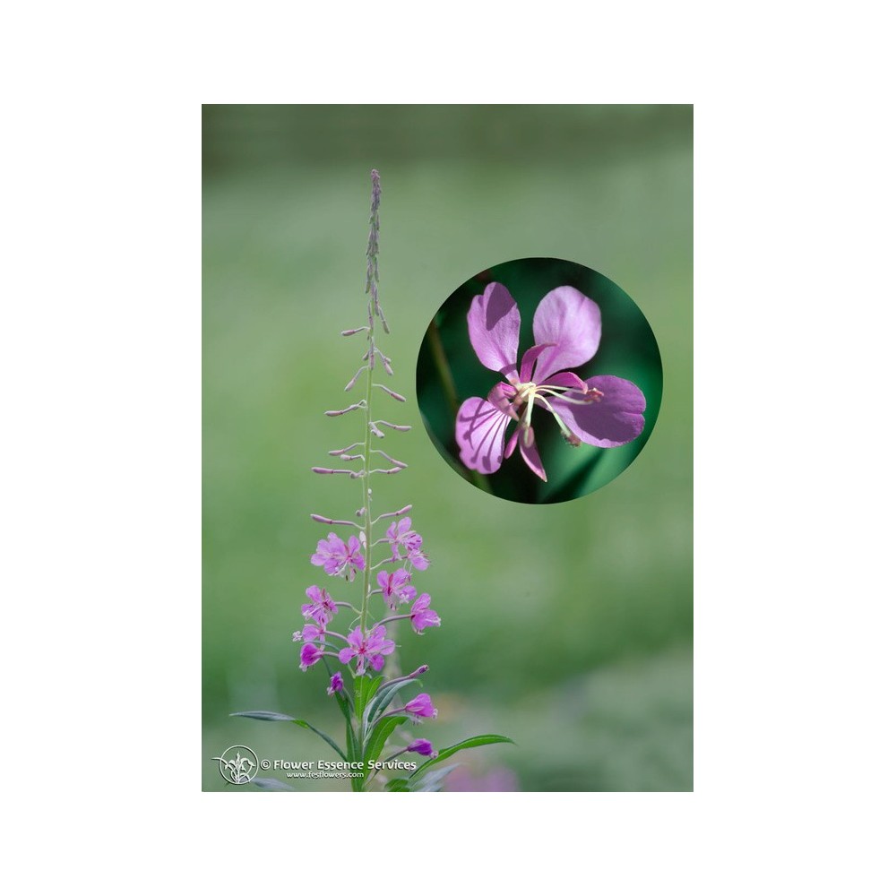 Esencia única californiana FES - Fireweed (Epilobium angustifolium) 7,4 ml