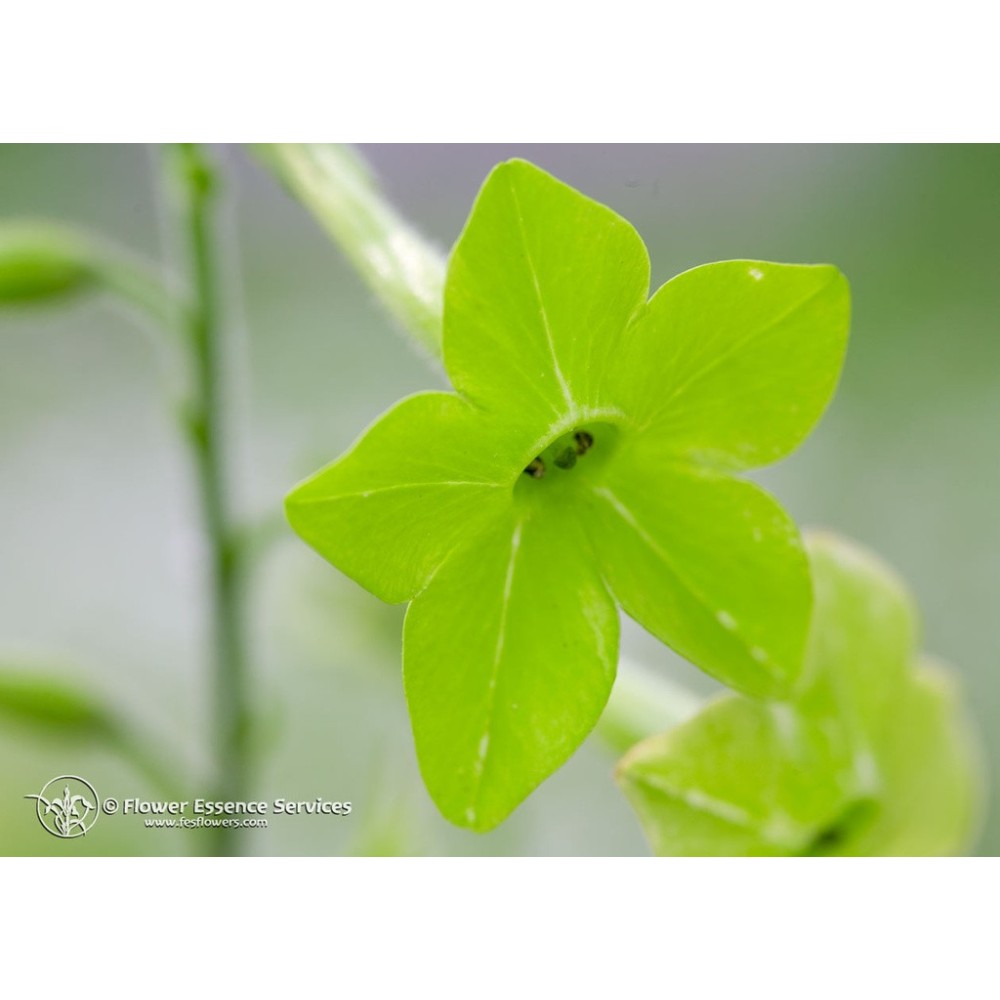 Californian Single Essence FES – Grüne Nicotiana (Nicotiana alata) 7,4 ml