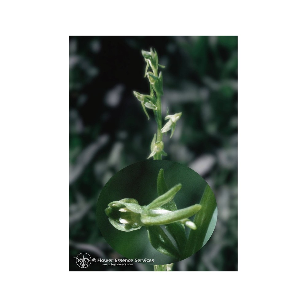 Esencia única californiana FES - Orquídea reina verde (Platanthera sparsiflora) 7,4 ml