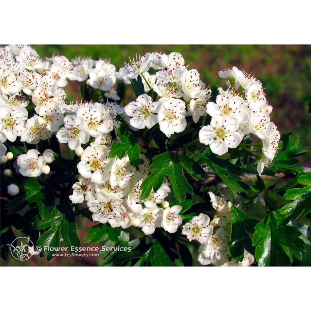 FES Californian Single Essence - Hawthorn (Crataegus oxyacantha) 7.4 ml