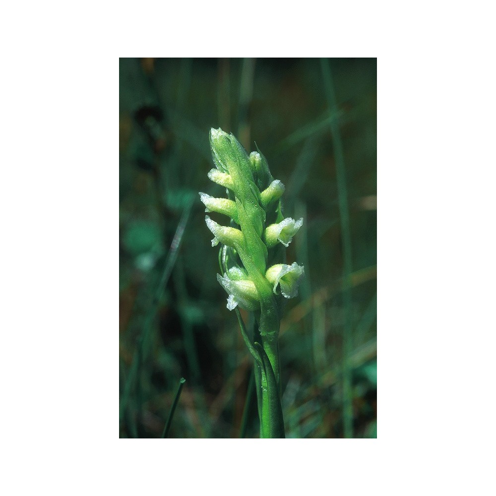 Esencia única de Alaska - Trenzas de mujer (Spiranthes romanoffiana) 7,4 ml