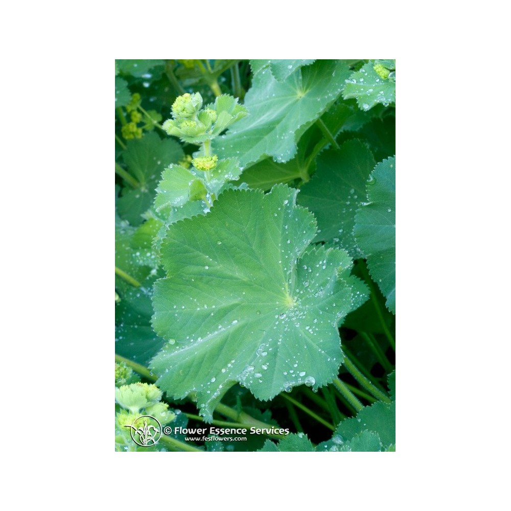 FES Esencia única californiana - Manto de dama (Alchemilla vulgaris) 7,4 ml