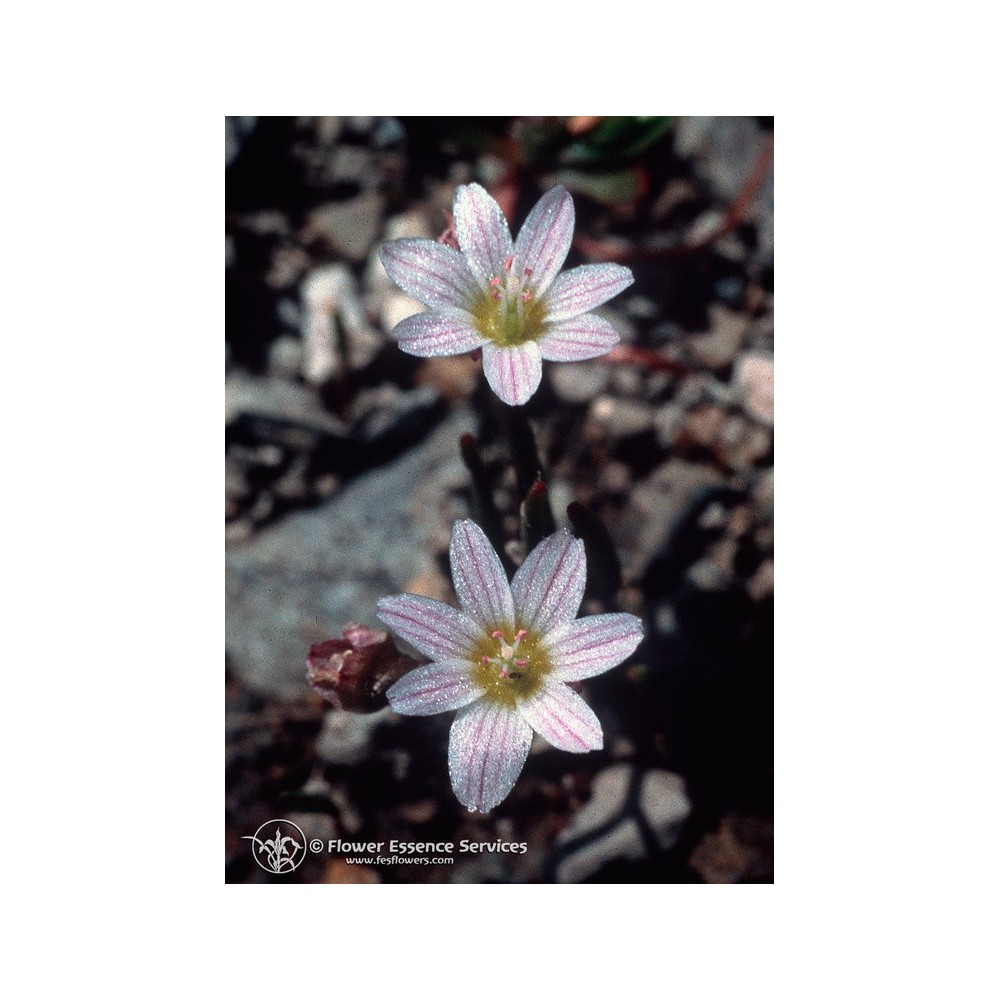 Esencia única californiana FES - Lewisia (Lewisia disepala) 7,4 ml