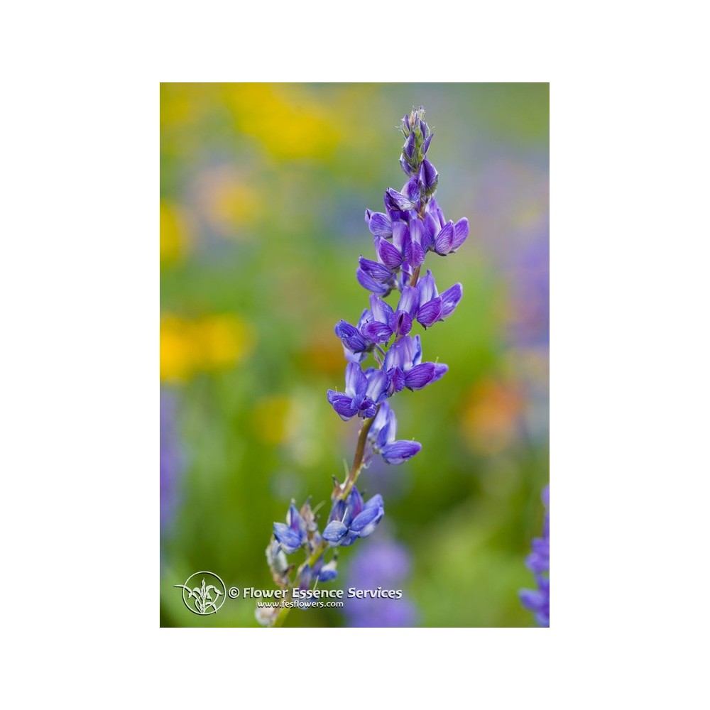 Essenza Singola Californiana FES - Lupine (Lupinus latifolius) 7,4 ml