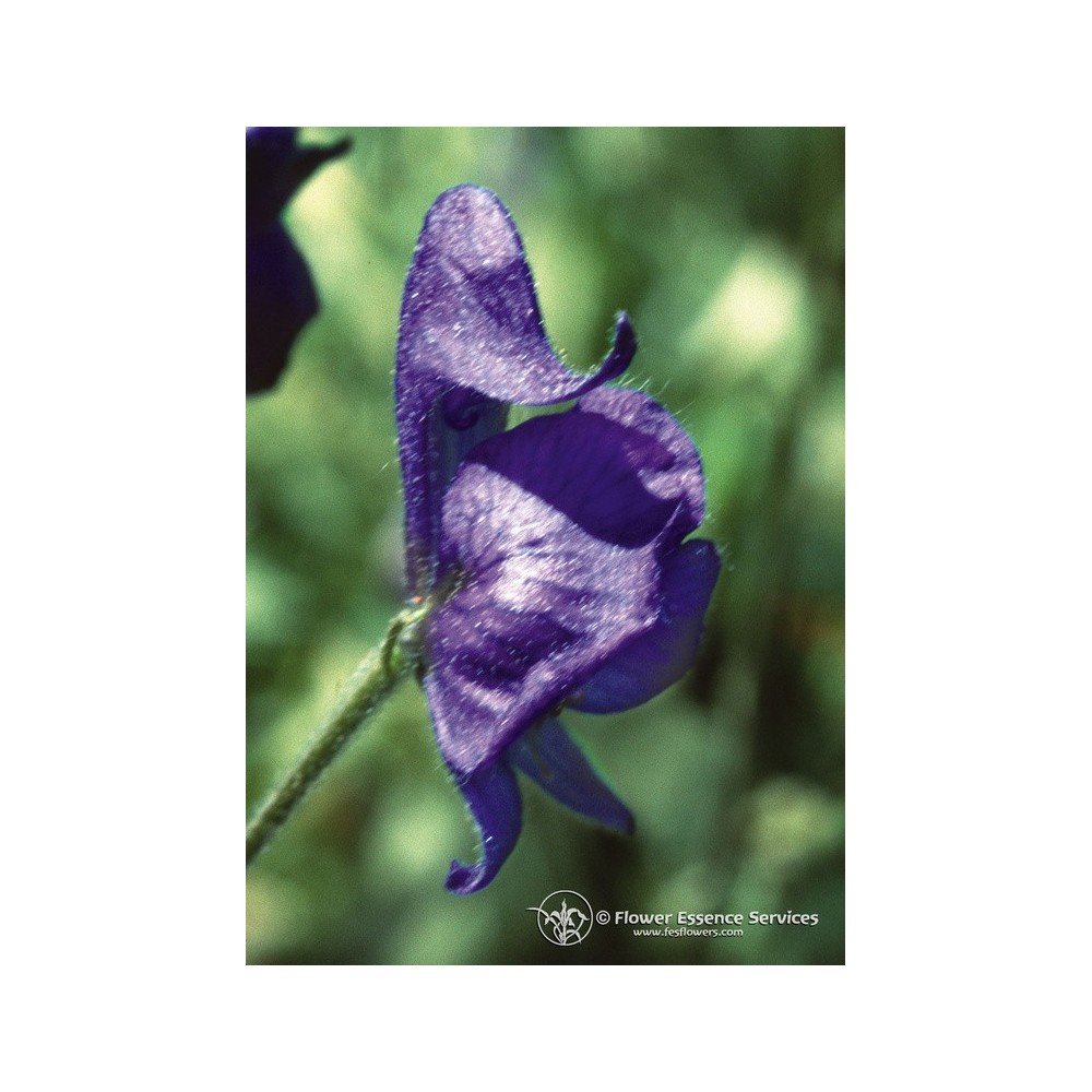 Californian Single Essence FES - Monkshood (Aconitum columbianum) 7.4 ml