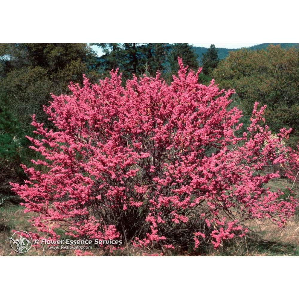 Essenza Singola Californiana FES - Redbud (Cercis occidentalis) 7,4 ml