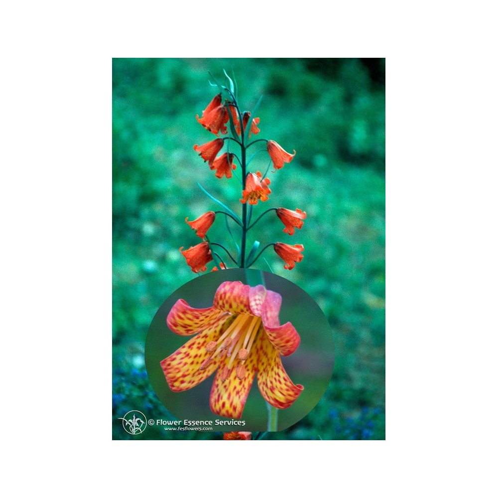 Essenza Singola Californiana FES - Scarlet Fritillary (Fritillaria recurva) 7,4 ml