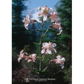 FES Californian Single Essence - Shasta Lily (Lilium washingtonianum) 7.4 ml