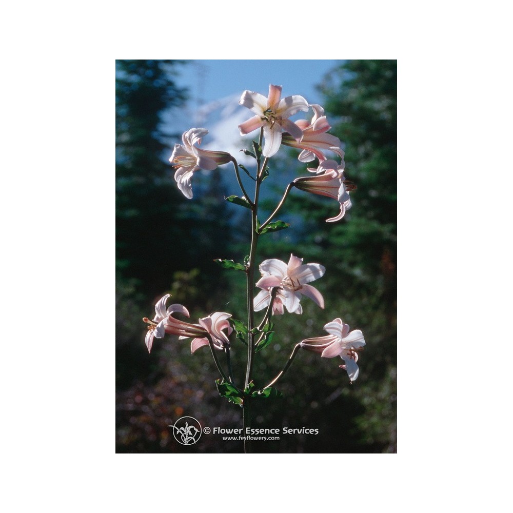 FES Californian Single Essence - Shasta Lily (Lilium washingtonianum) 7.4 ml