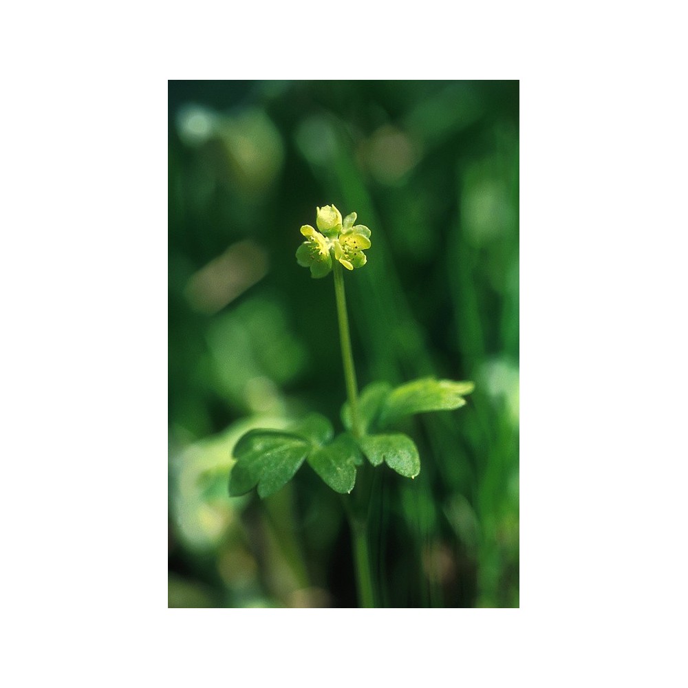 Essenza Singola dell'Alaska - Moschatel (Adoxa moschatelina) 7,4 ml