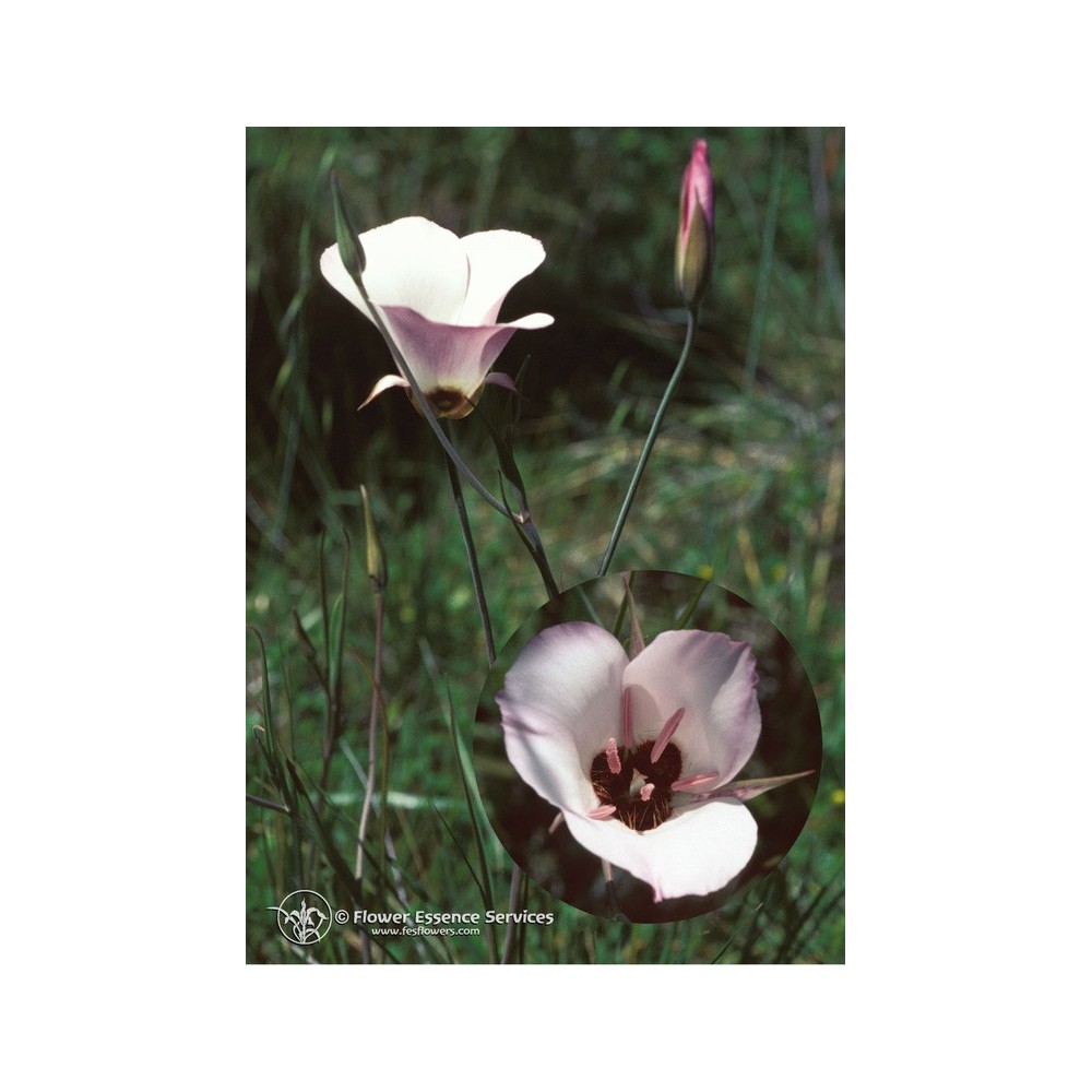 Californian Single Essence FES – Splendid Mariposa Lily (Calochortus Splendens) 7,4 ml